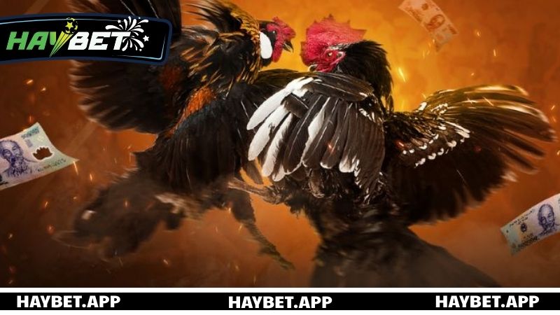 Bí kiếp chơi đá gà Thomo bất bại từ kê chiến