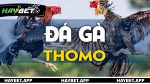Tìm hiểu về đá gà Thomo là gì?