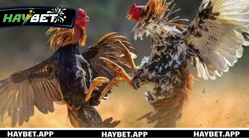 Vì sao nên chọn HAYBET để trải nghiệm đá gà Thomo